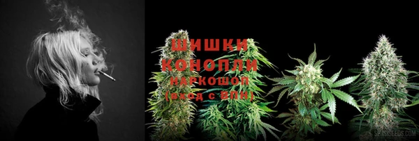 прущие грибы Абаза