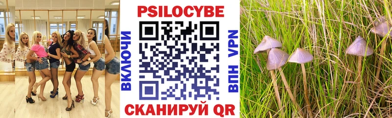 Псилоцибиновые грибы Psilocybe  Ак-Довурак 